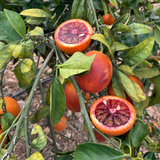 Naranja Sanguina