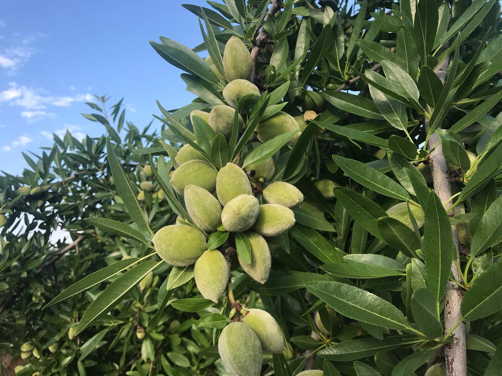 Cómo partir almendras