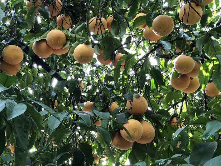 El árbol del pomelo o pomelero