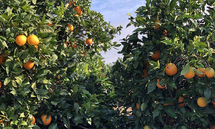 Nuevos estilos de vida con una alimentación saludable