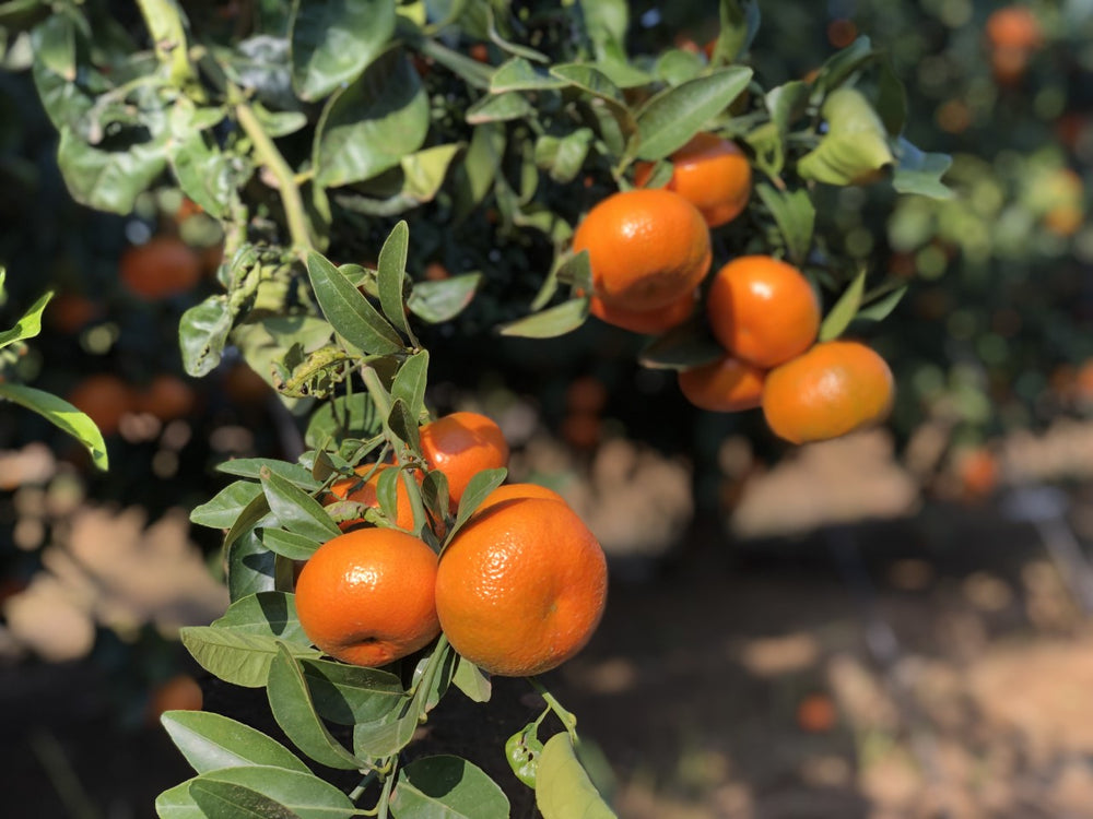 Diferencias entre mandarinas y clementinas