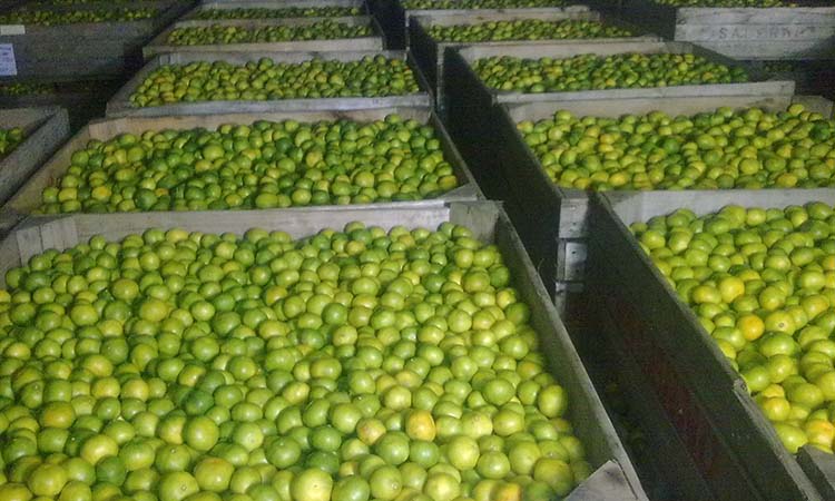 Maduración artificial de las naranjas. Desverdizado