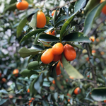 Propiedades del Kumquat