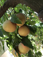 Variedades de pomelo