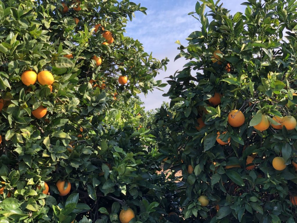 Naranjas de Sevilla