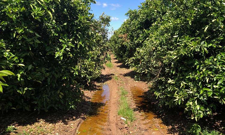 La lluvia en el cultivo de la naranja