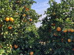 ¿Cuándo es la temporada de naranjas?