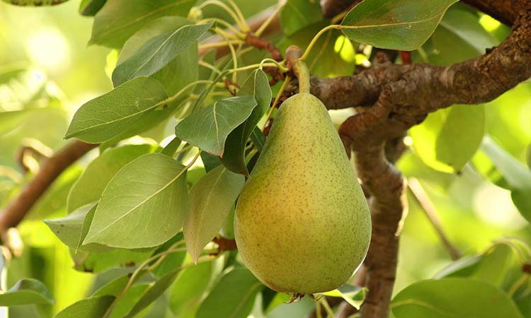 Pera blanquilla, una fruta exquisita