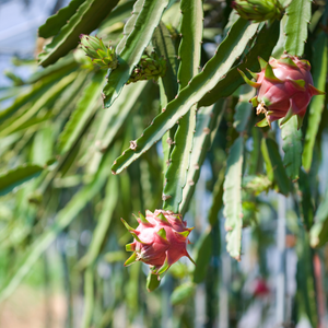 
                  
                    Pitaya Roja
                  
                