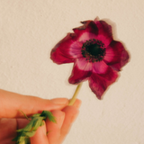 Jabón sólido Rosa Mosqueta y aceite de oliva