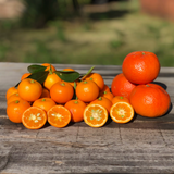 Calamondín