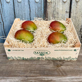 Mangos madurados en el árbol