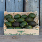 Hass avocado