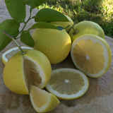 Weiße Grapefruit