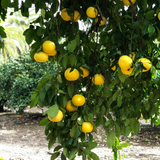 White grapefruit