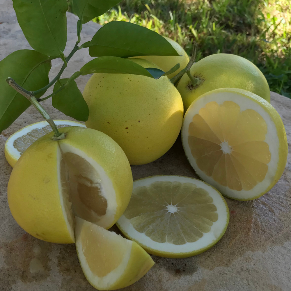 
                  
                    Pomelo Blanco o Amarillo
                  
                