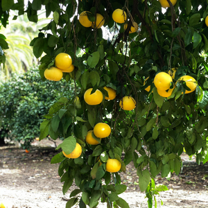 
                  
                    Pomelo Blanco o Amarillo
                  
                